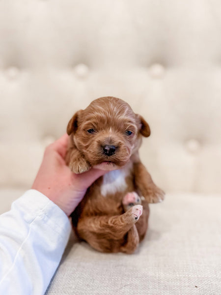 Cavapoo Girl $2,250