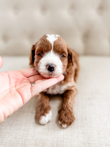 Micro Goldendoodle Boy $2,500