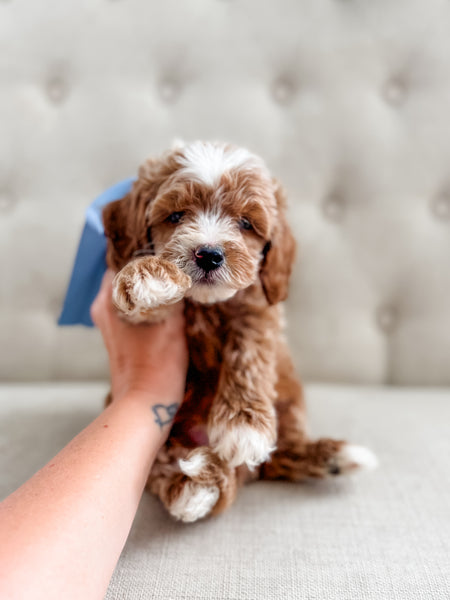 Mini Goldendoodle Boy $1500