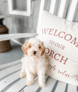 Micro/Mini Goldendoodle Girl $1,200