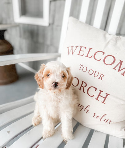 Micro/Mini Goldendoodle Girl $1,200