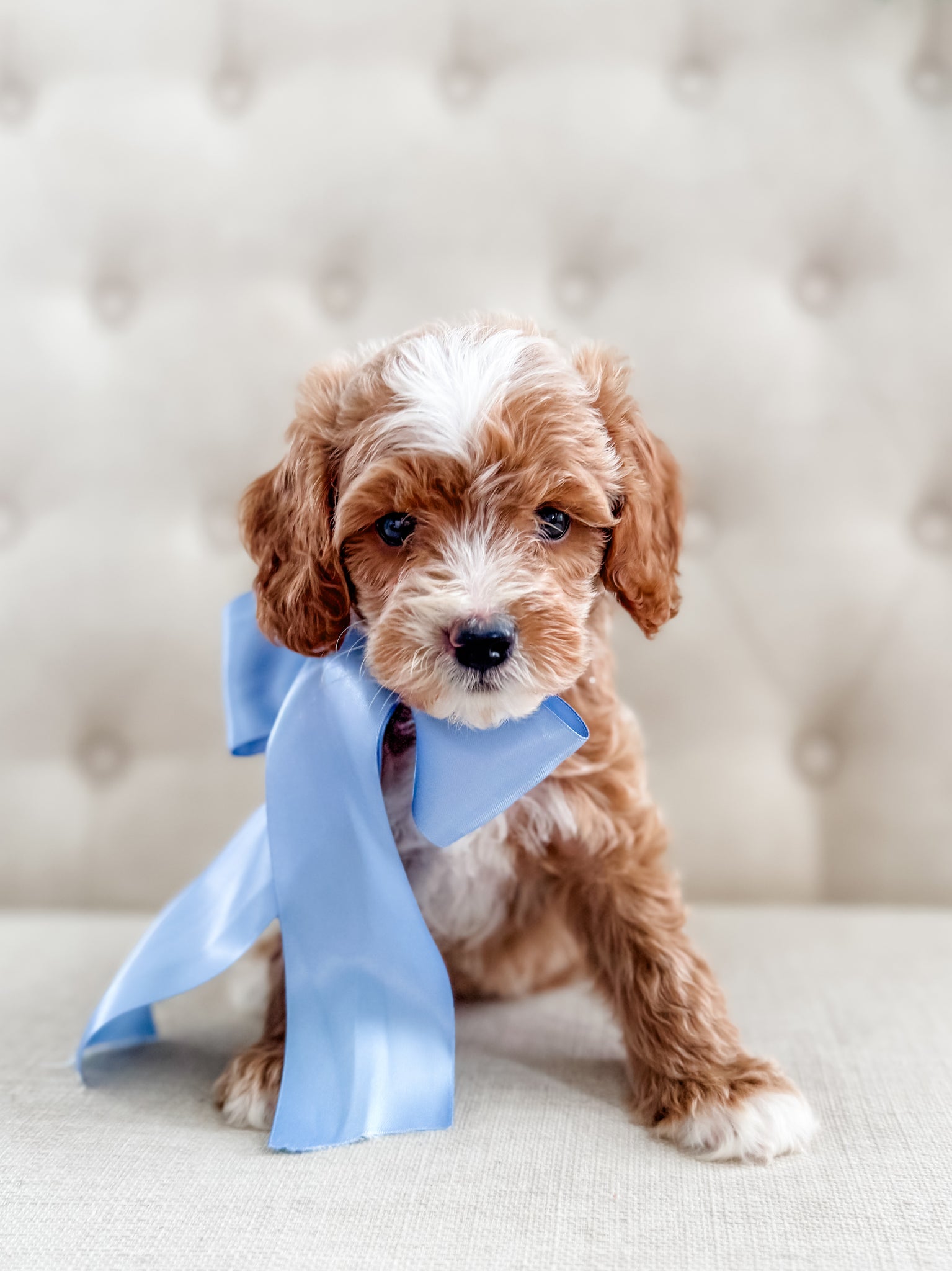 Mini Goldendoodle Boy $1500