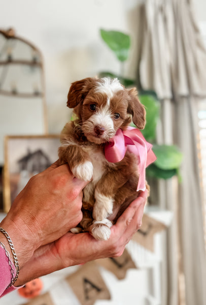 Micro Goldendoodle Girl $3,500