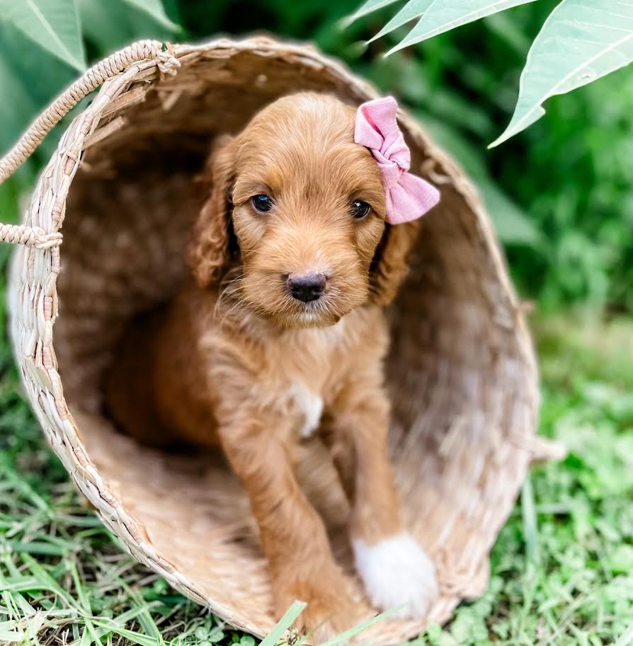 Petite Goldendoodle Girl $1,200