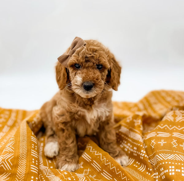 Micro/Mini Goldendoodle Girl $1,500