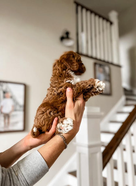 Mini Goldendoodle Girl $2000