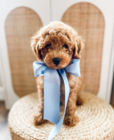 Micro Goldendoodle Boy $1,500