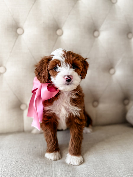 Micro Goldendoodle Girl $2,500