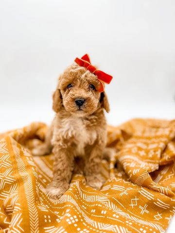 Micro/Mini Goldendoodle Girl $1,350