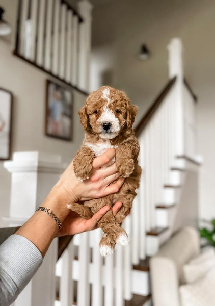 Mini Goldendoodle Girl $2000