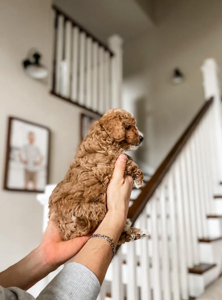 Mini Goldendoodle Girl $2000