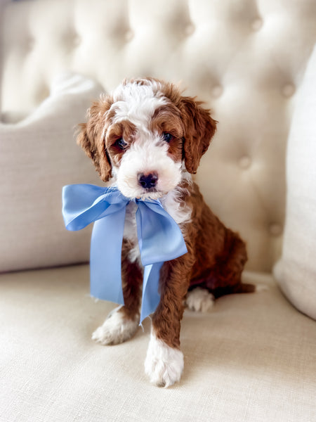 Micro Goldendoodle Boy $2000