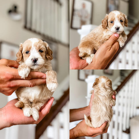 Mini Goldendoodle Girl $1,850
