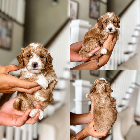 Mini Goldendoodle Girl $2,000