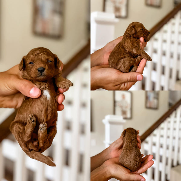 Toy Cavapoo Girl $2,000