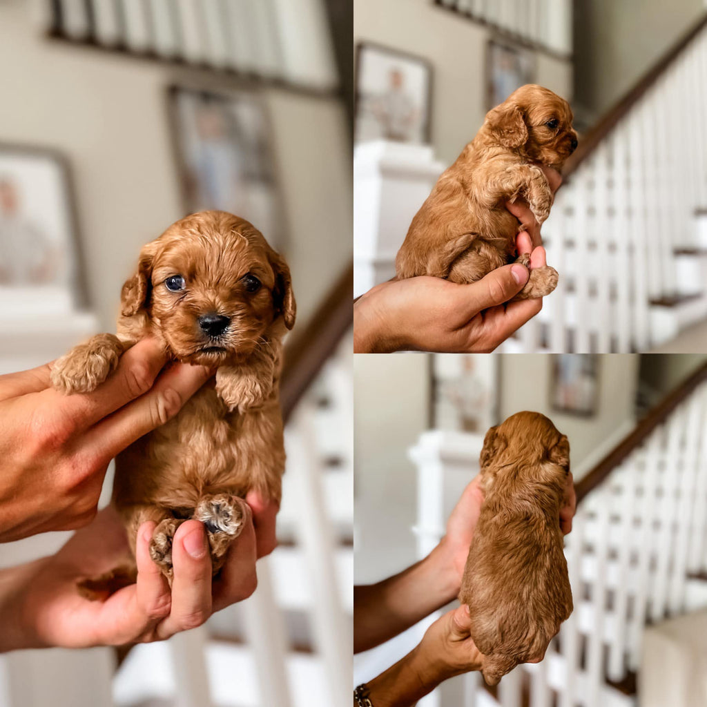 Micro F1 Cavapoo Girl $2,000 – Lake Cumberland Doodle Farm