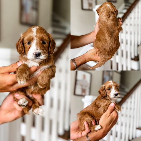 Mini Goldendoodle Girl $2,000