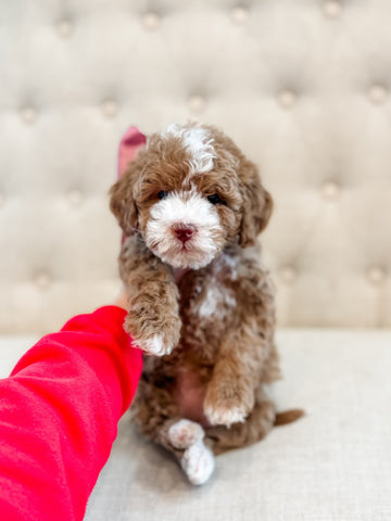 Micro/Mini Goldendoodle Girl $2500
