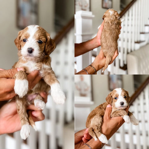 Micro/Mini Goldendoodle Girl $2,500