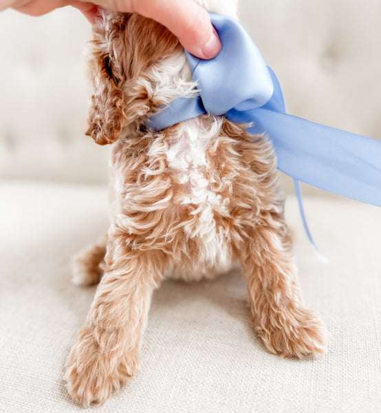 Mini Goldendoodle Boy $1500
