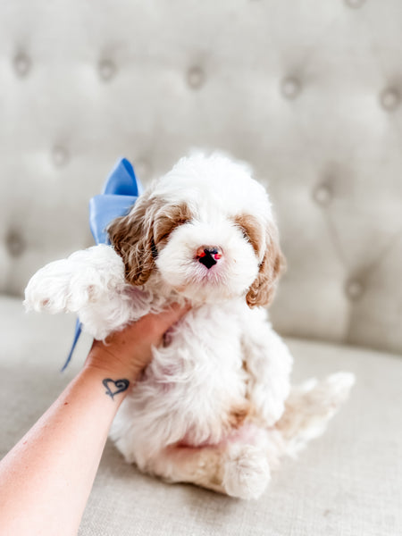 Mini Goldendoodle Boy $1000