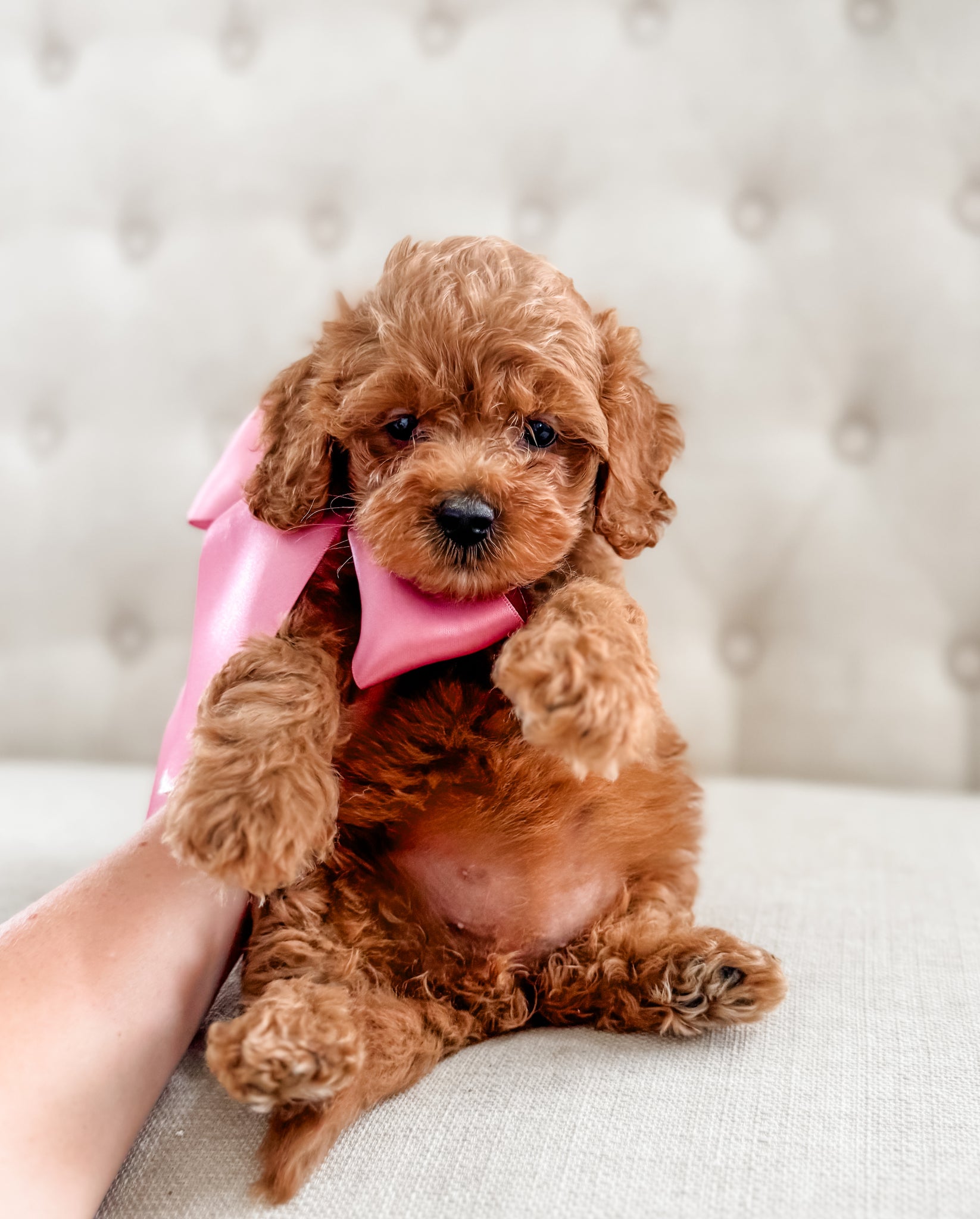 Mini Goldendoodle Girl $1250