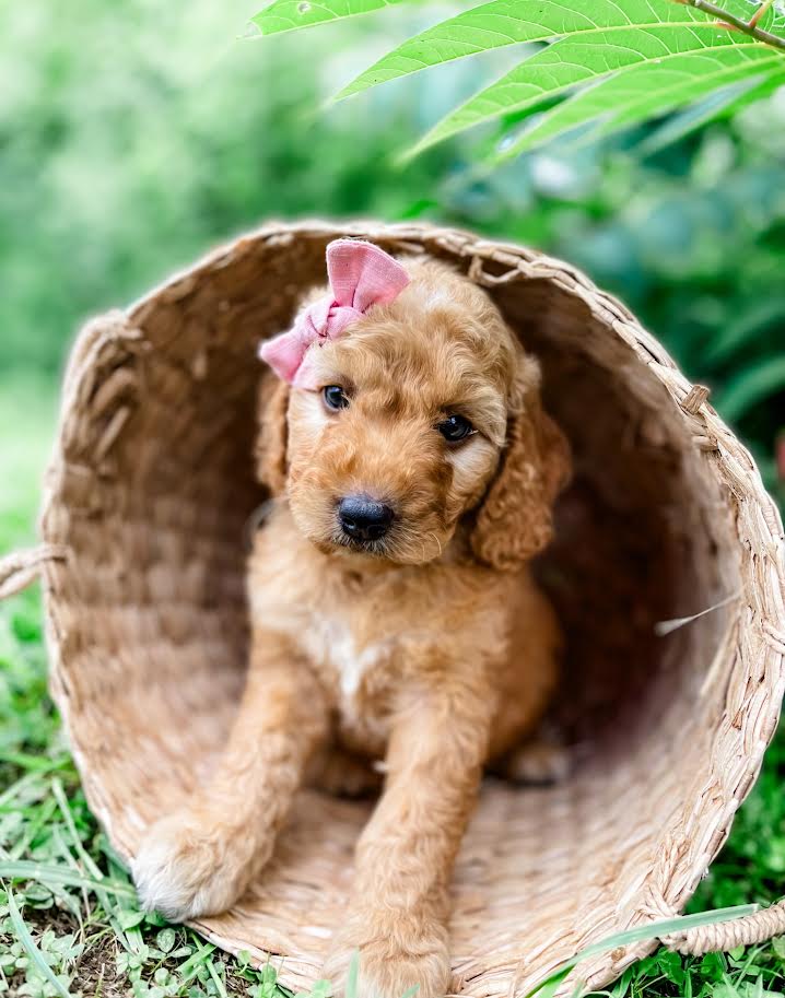 Petite Goldendoodle Girl $1,200