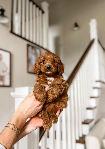 Mini Goldendoodle Girl $1500