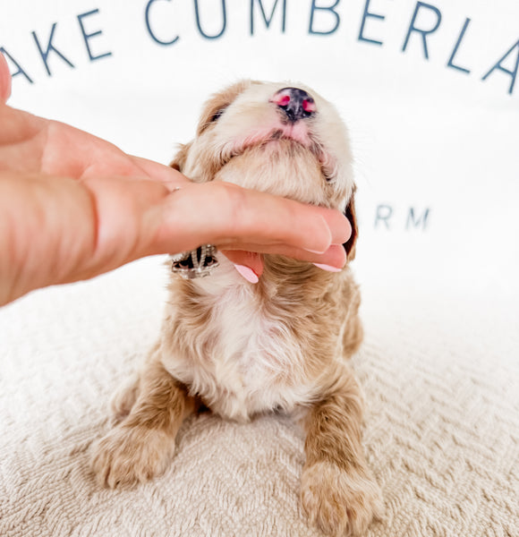 Micro Goldendoodle Girl $2,250