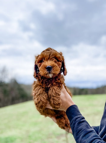 Mini Goldendoodle Boy $1500