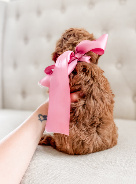 Mini Goldendoodle Girl $1250