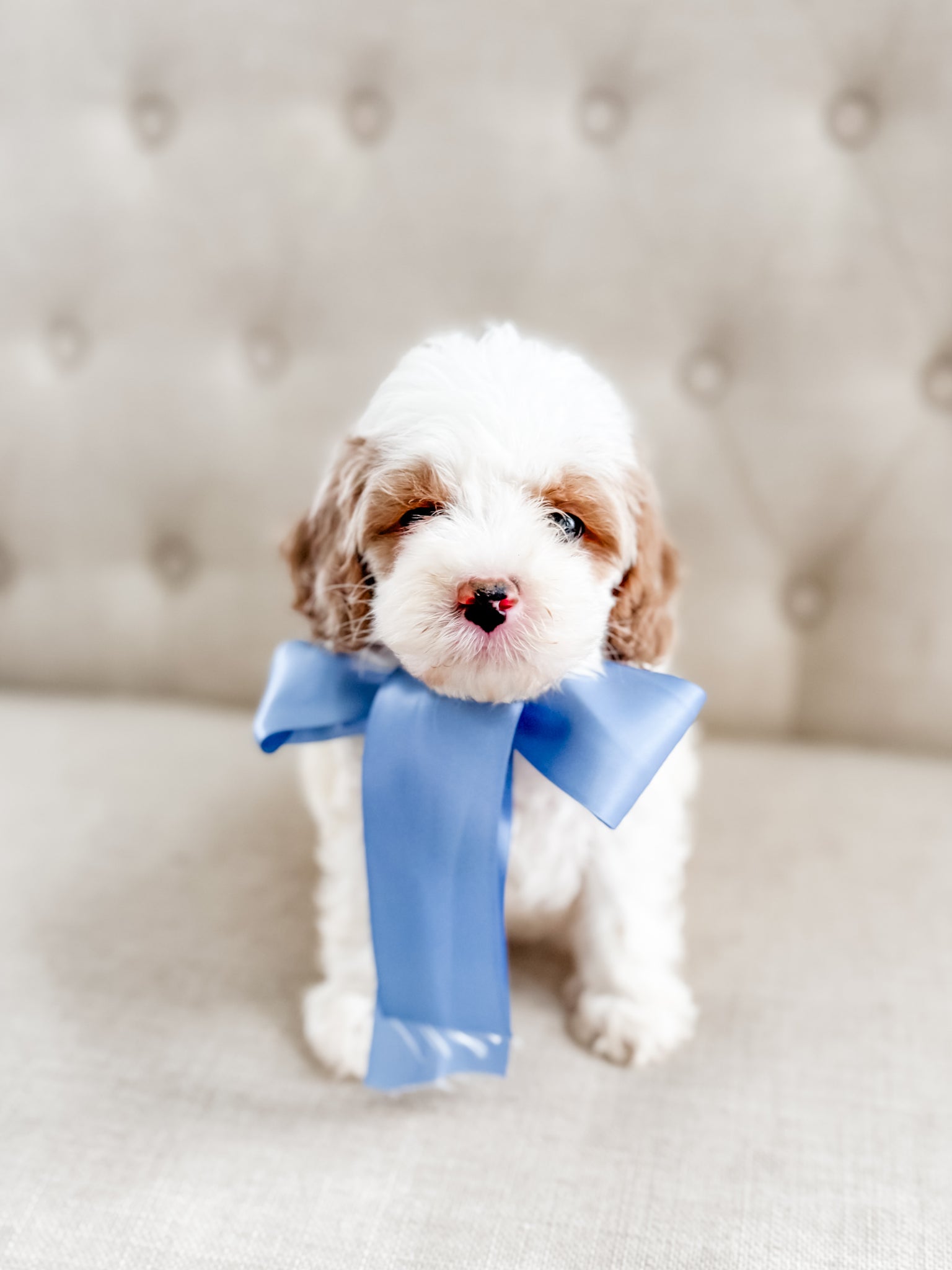 Mini Goldendoodle Boy $1000