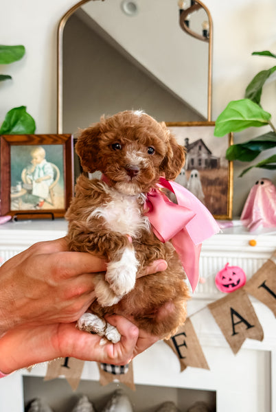Micro Goldendoodle Girl $2,500