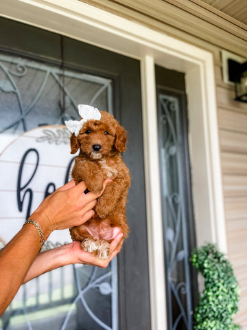 Micro/Mini Goldendoodle Girl $1,500