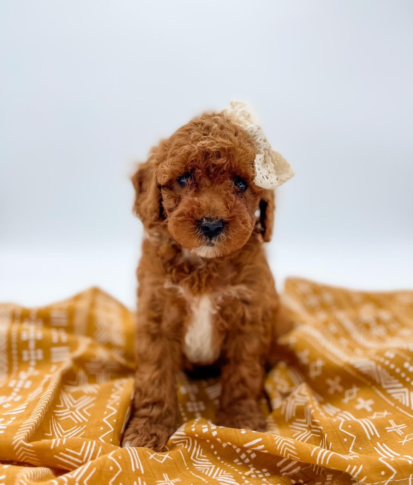 Micro/Mini Goldendoodle Girl $1,500