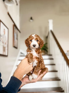 Mini Goldendoodle Boy $2000