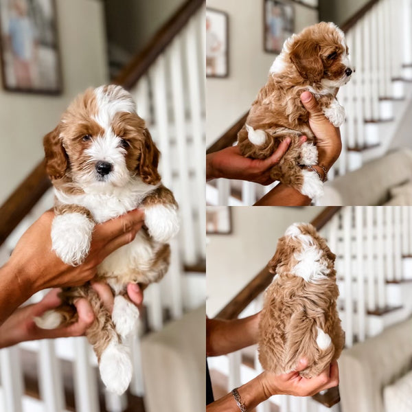 Mini Goldendoodle Boy $2500