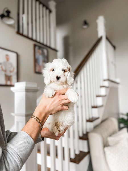 Micro/Mini Goldendoodle Boy $1000