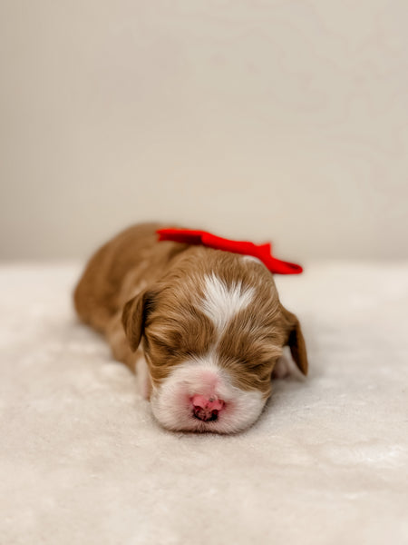 Micro/Mini Goldendoodle Girl $2,500