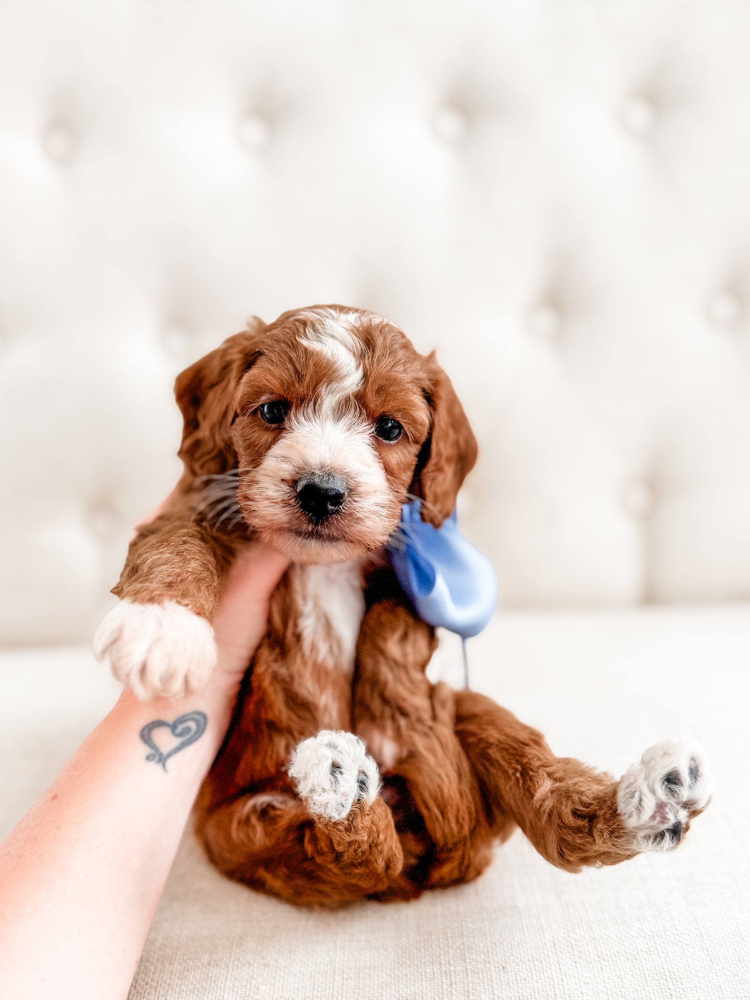 Micro/Mini Goldendoodle Boy $2500