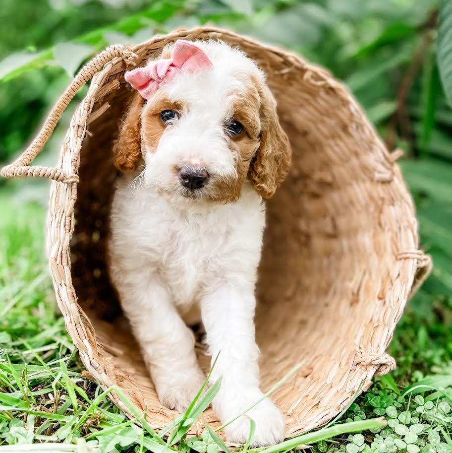 Petite Goldendoodle Girl $1,000