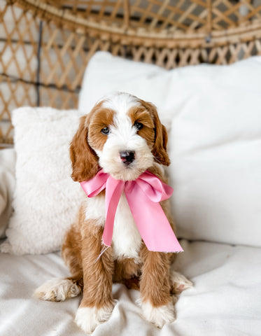 Micro/Mini Goldendoodle Girl $1,800