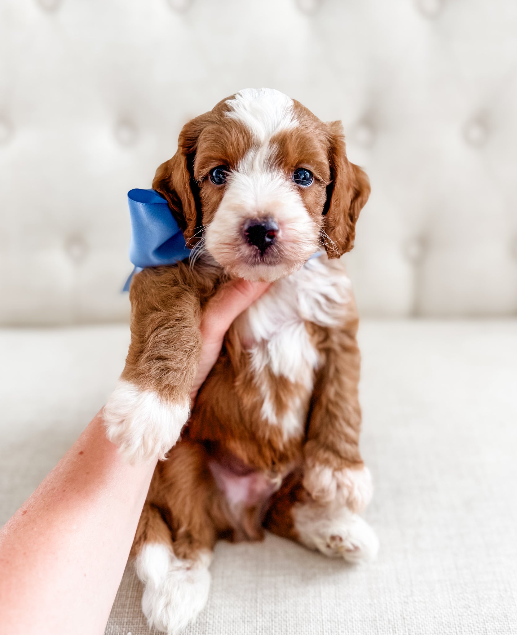Micro/Mini Goldendoodle Boy $2500