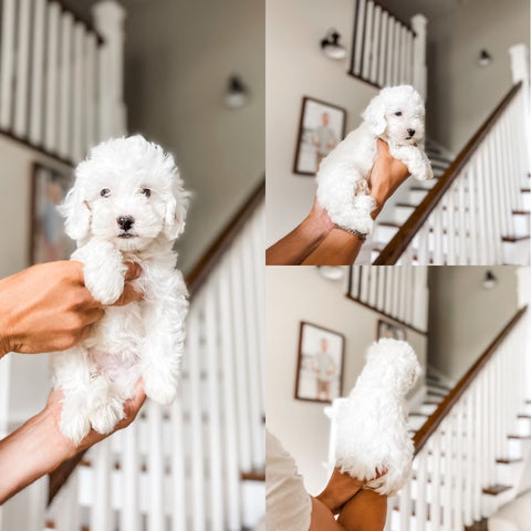 Micro/Mini Goldendoodle Girl $1,000