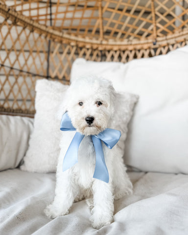 Micro/Mini Goldendoodle Boy $600