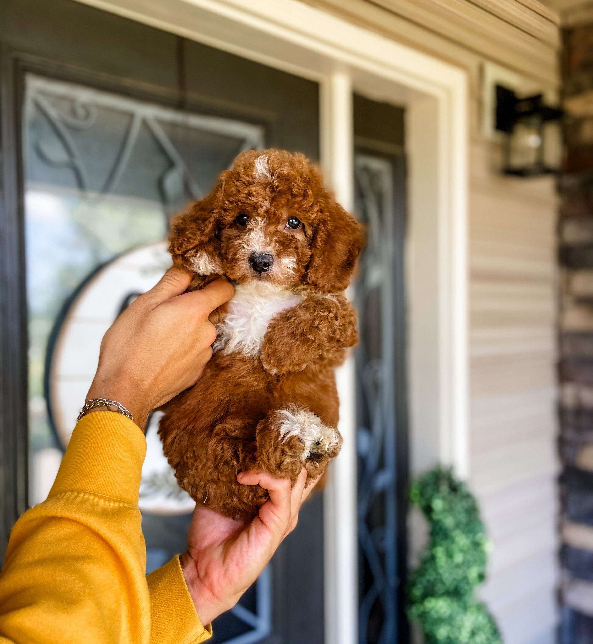 Micro/Mini Goldendoodle Boy $1,100 -Full Price