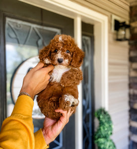 Micro/Mini Goldendoodle Boy $1,500