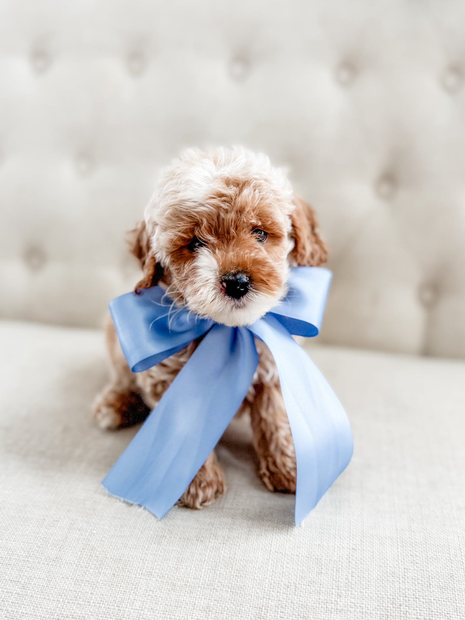 Mini Goldendoodle Boy $1500
