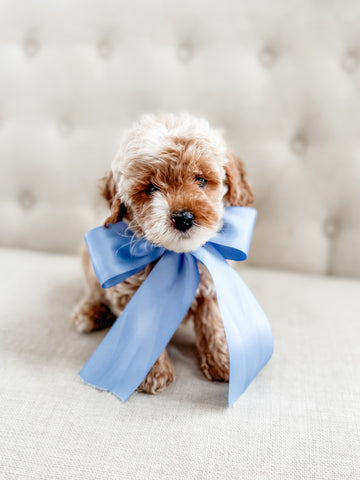 Mini Goldendoodle Boy $1500