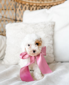 Micro/Mini Goldendoodle Girl $1,000